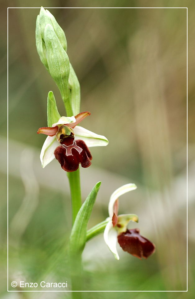 Ophrys sphegodes subsp. panormitana - Sicilia Occidentale