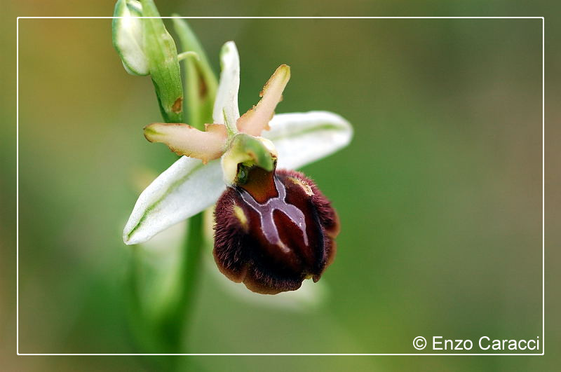 Ophrys sphegodes subsp. panormitana - Sicilia Occidentale