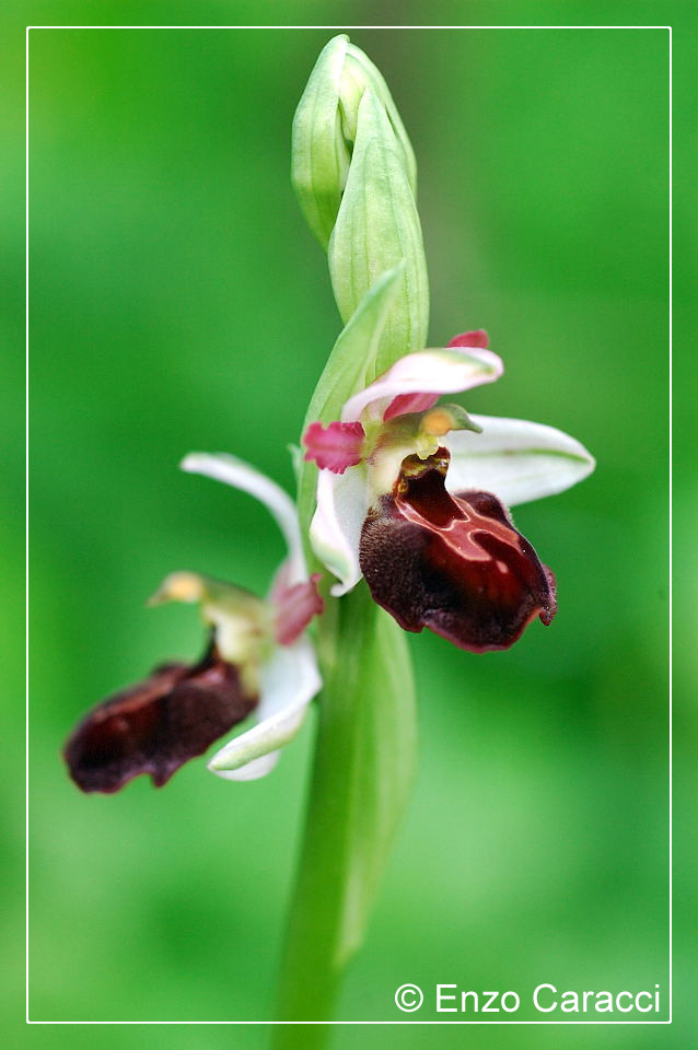 Ophrys sphegodes subsp. panormitana - Sicilia Occidentale