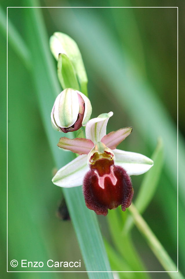 Ophrys sphegodes subsp. panormitana - Sicilia Occidentale