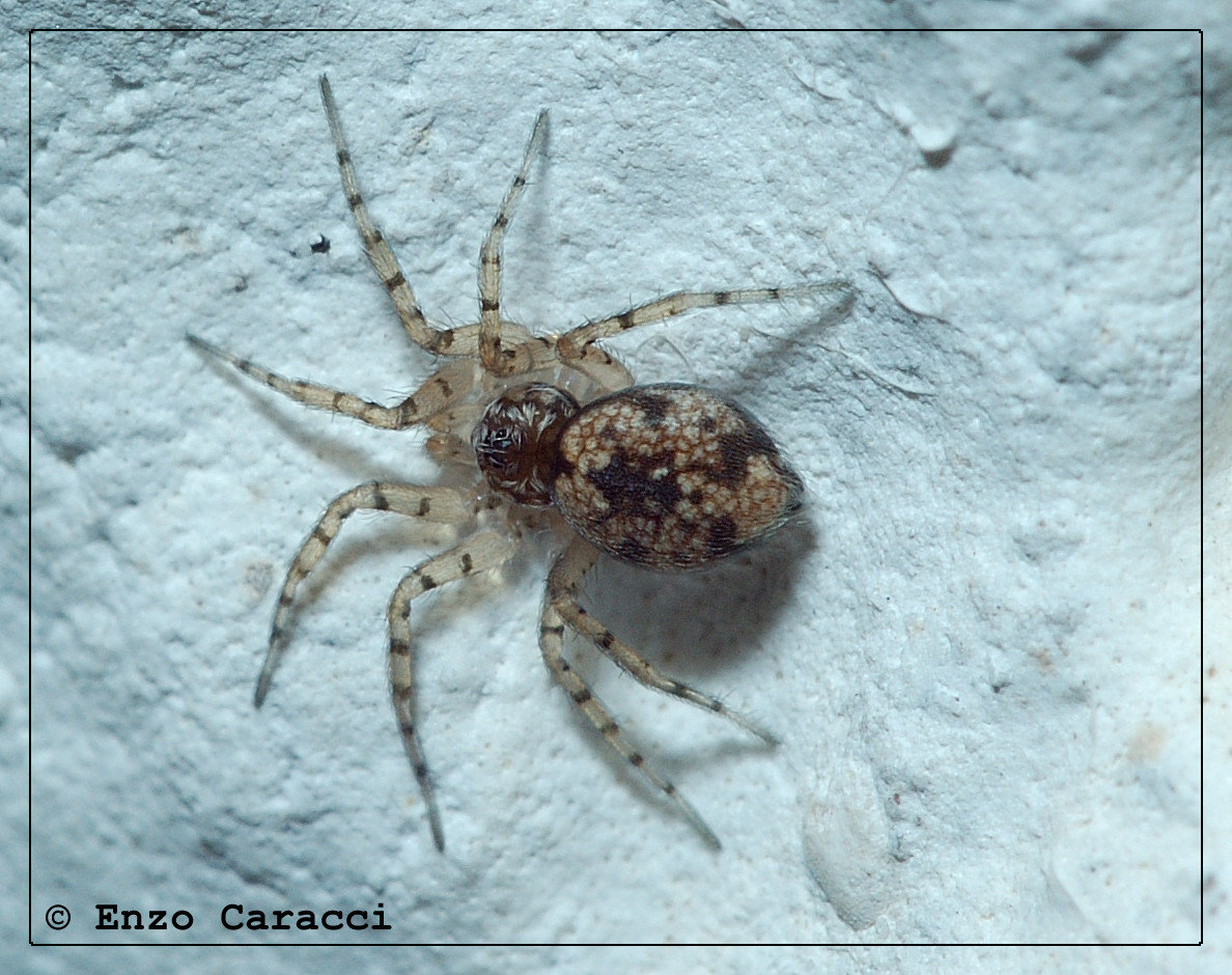 Oecobius sp.