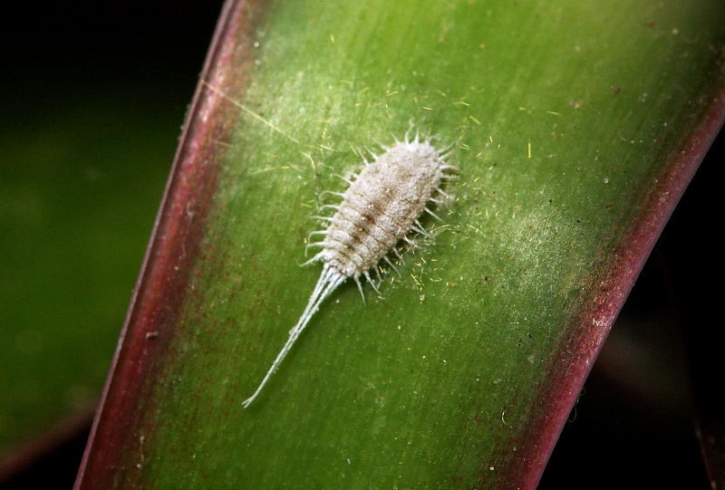 Pseudococcus longispinus Dracaena marginata?