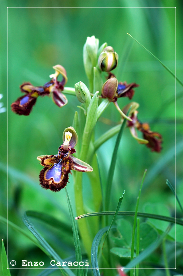 Ophrys speculum - Sicilia occidentale