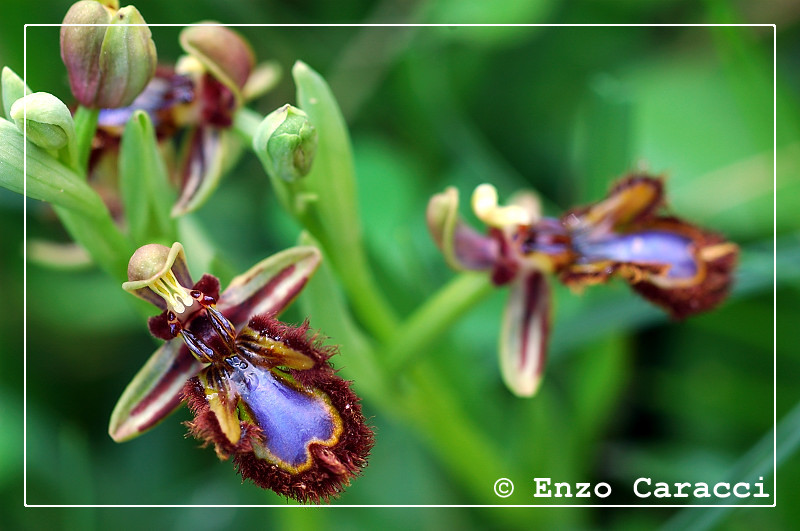 Ophrys speculum - Sicilia occidentale
