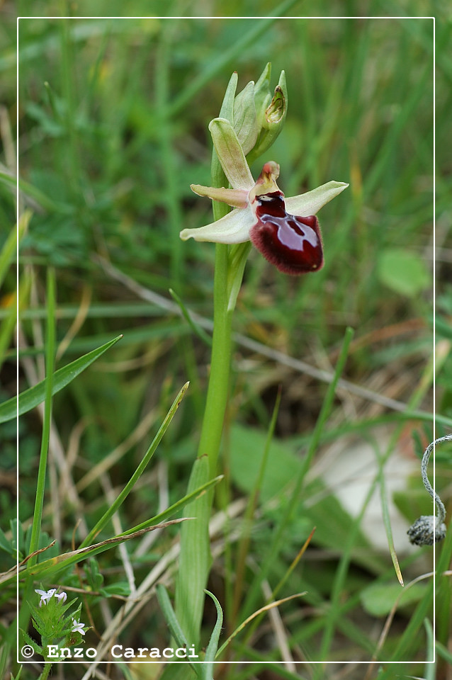 Ophrys xlyrata - Sicilia Occidentale