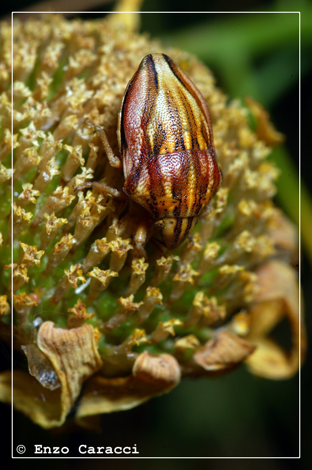 Scutelleridae: Odontotarsus purpureolineatus a Partanna (TP)
