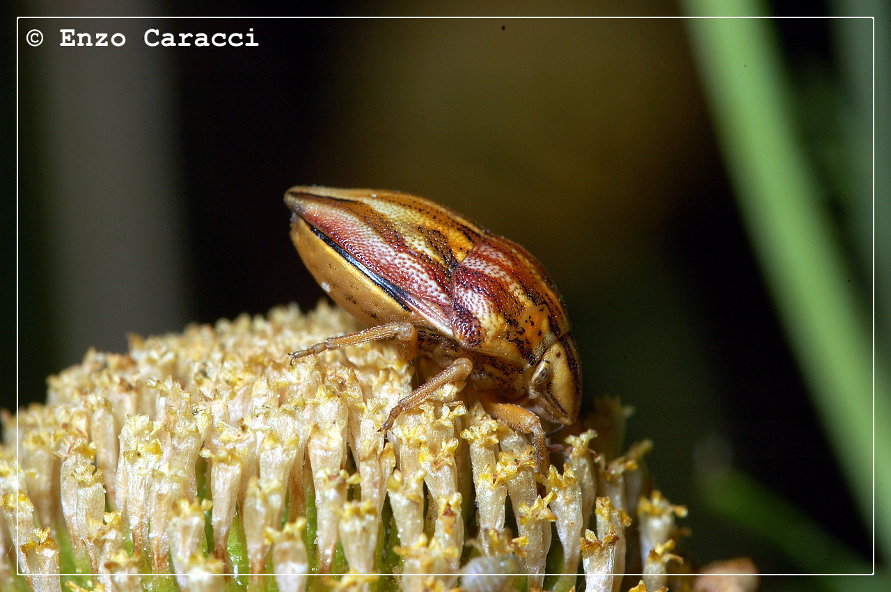 Scutelleridae: Odontotarsus purpureolineatus a Partanna (TP)