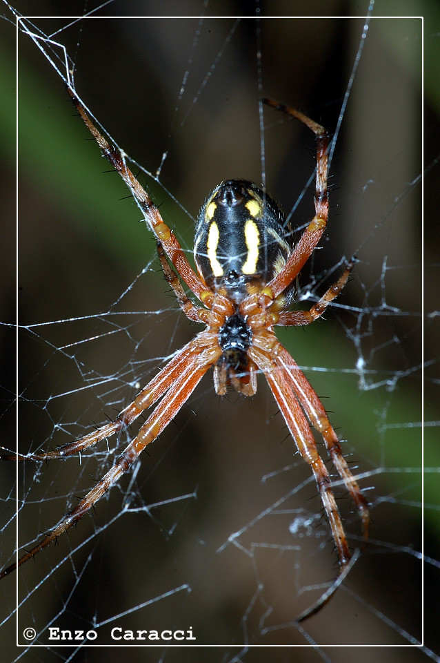 Neoscona adianta