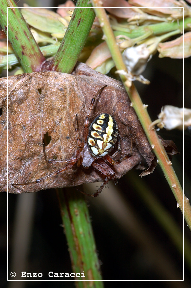 Neoscona adianta