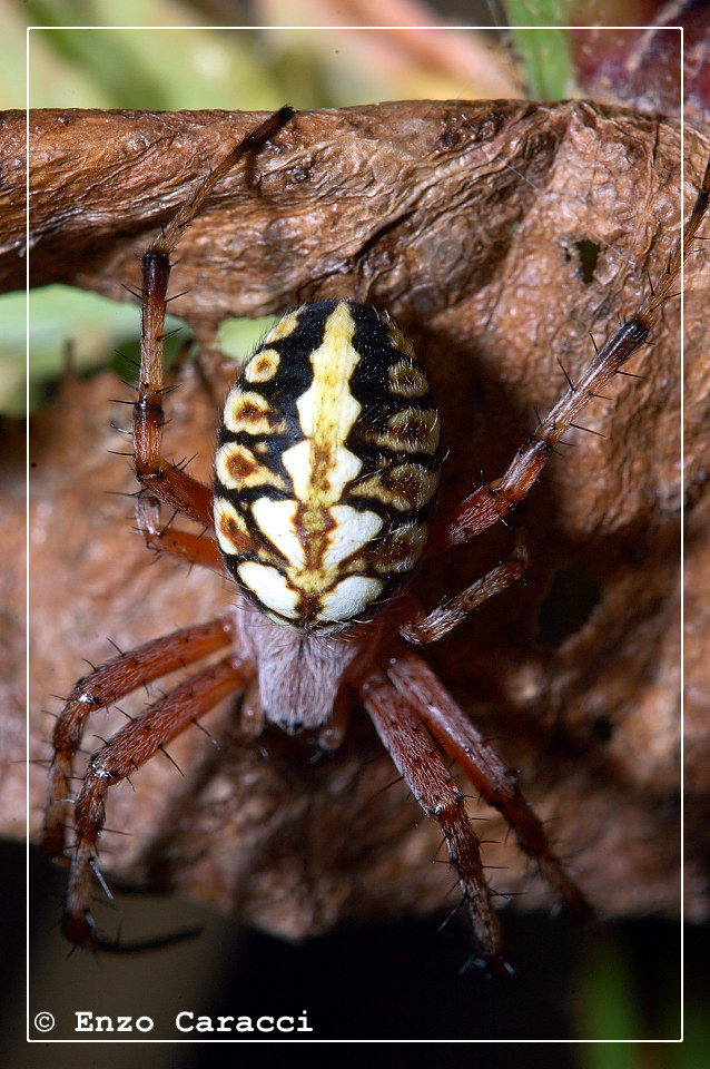 Neoscona adianta