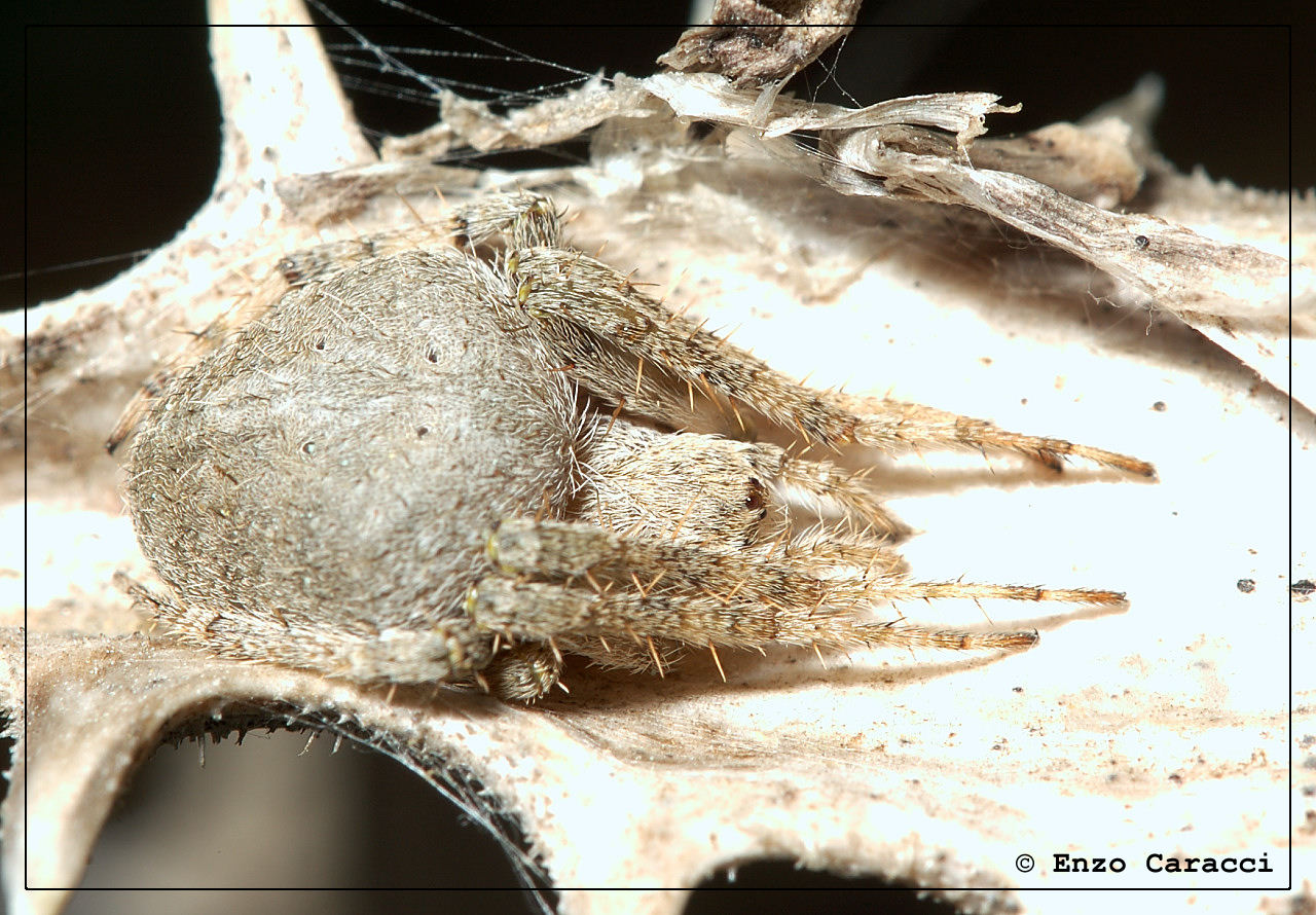Neoscona subfusca