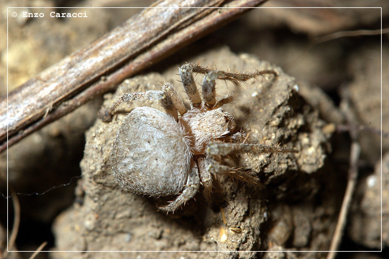 Neoscona subfusca