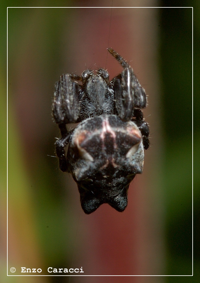 Cyrtophora citricola