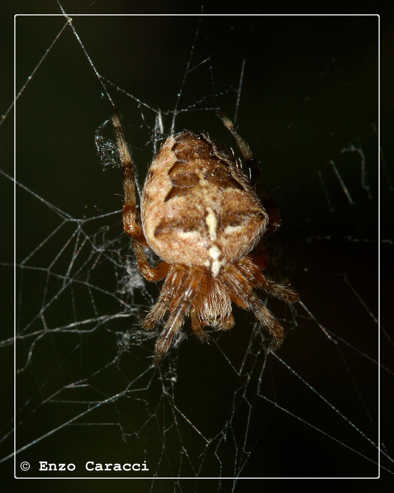 Araneus diadematus