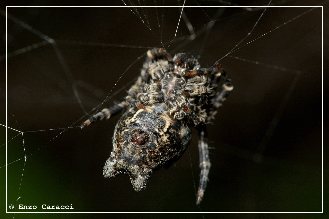 Cyrtophora citricola