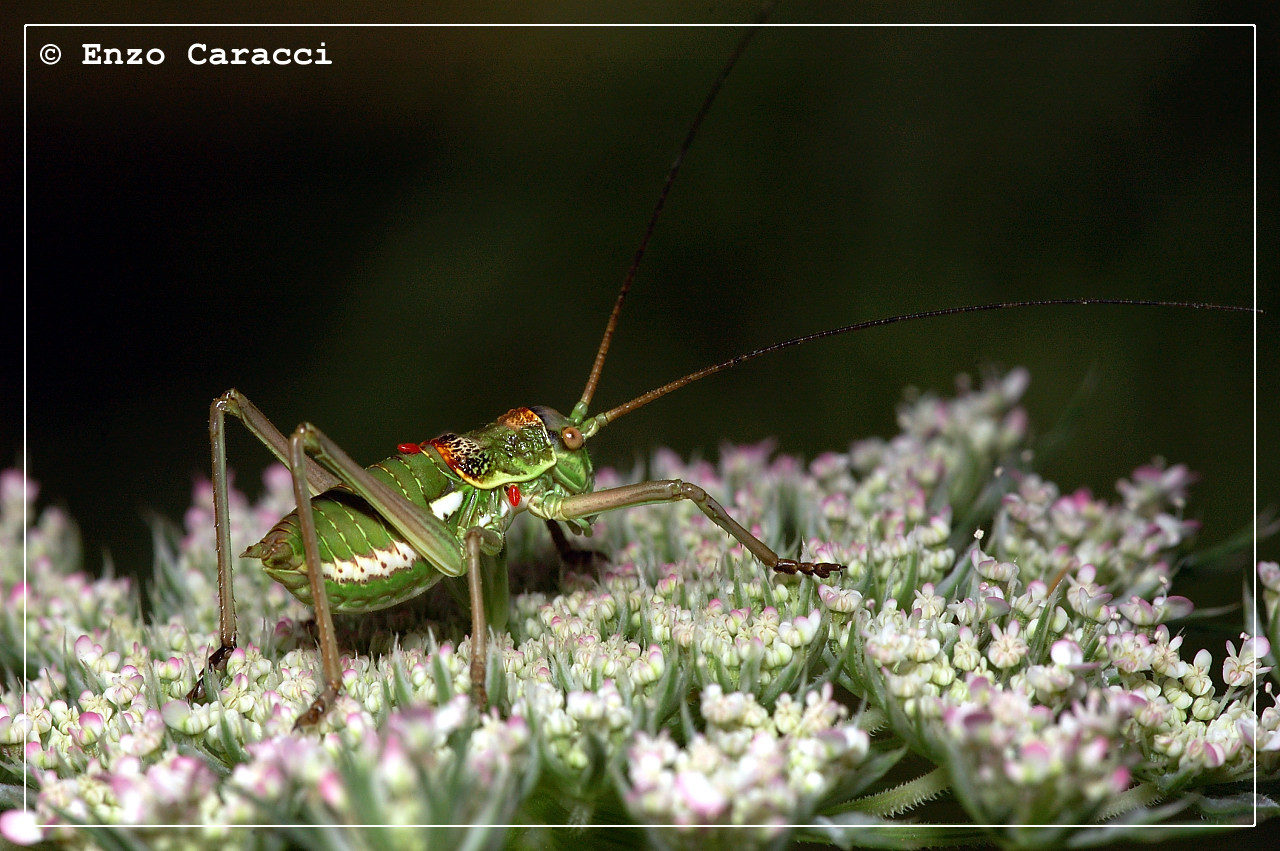 Tettigonidae da identificare