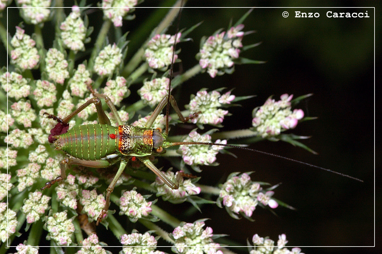 Tettigonidae da identificare