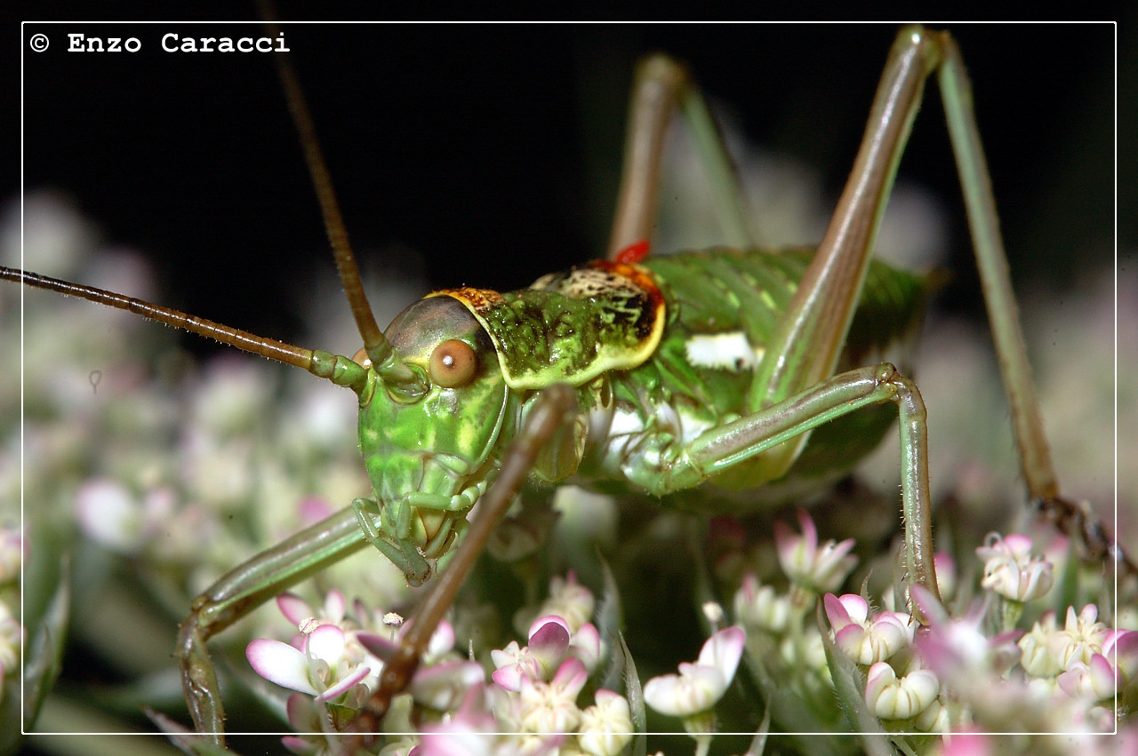 Tettigonidae da identificare