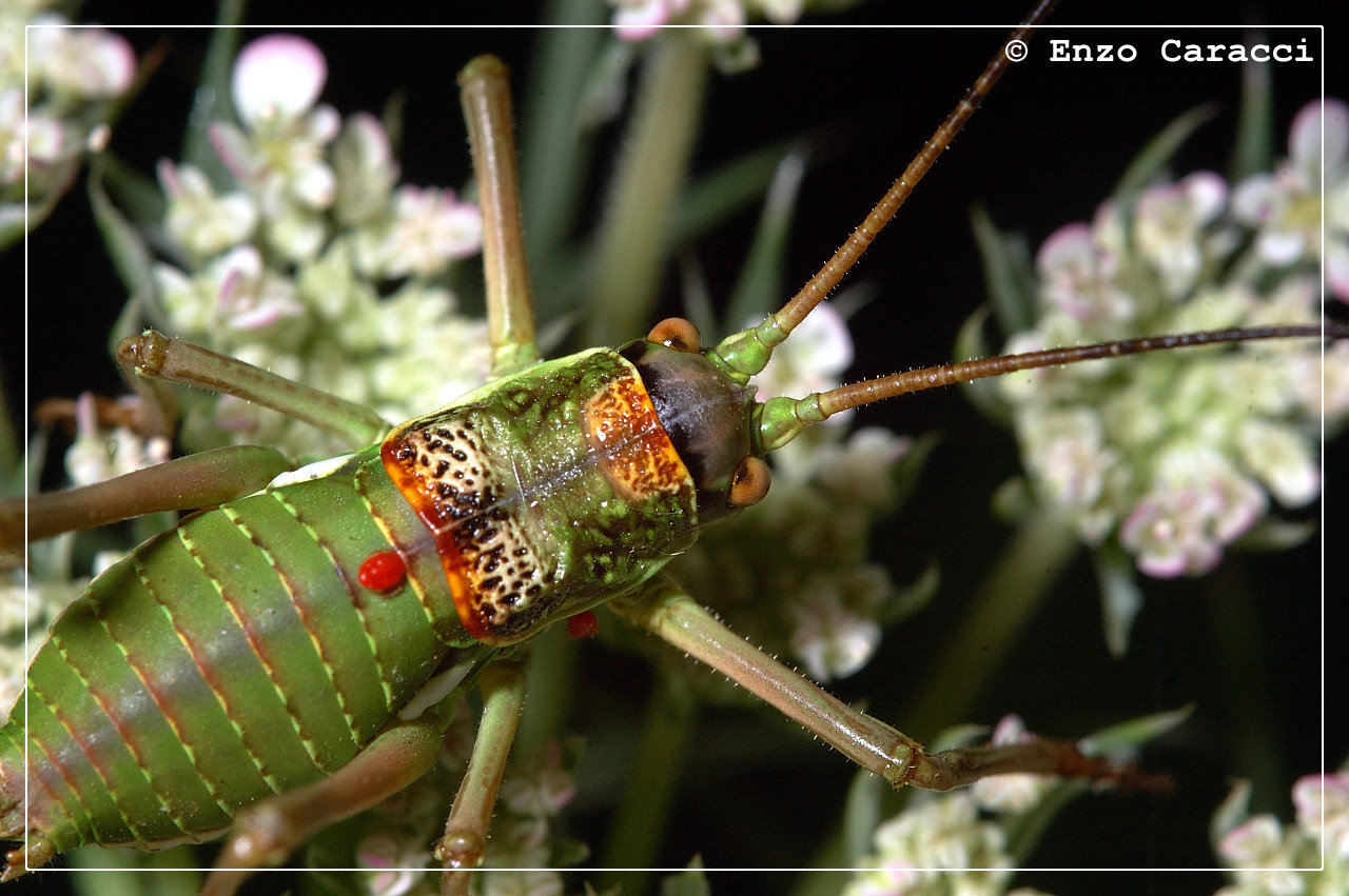 Tettigonidae da identificare