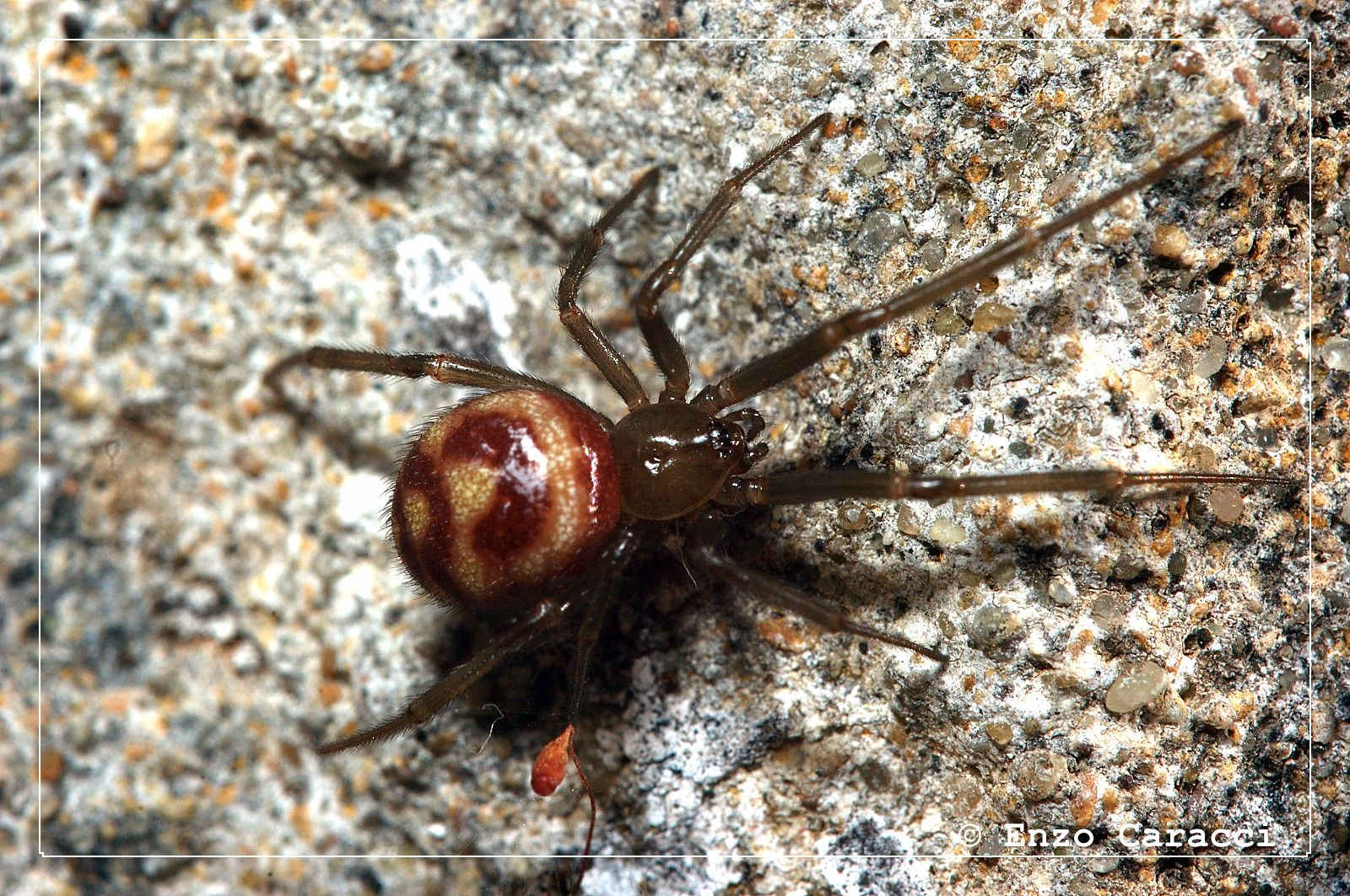 Steatoda grossa