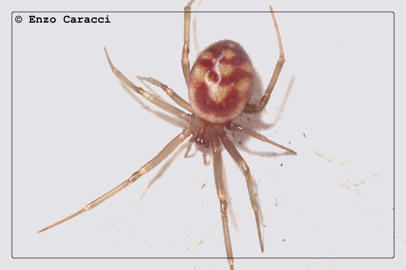 Steatoda grossa