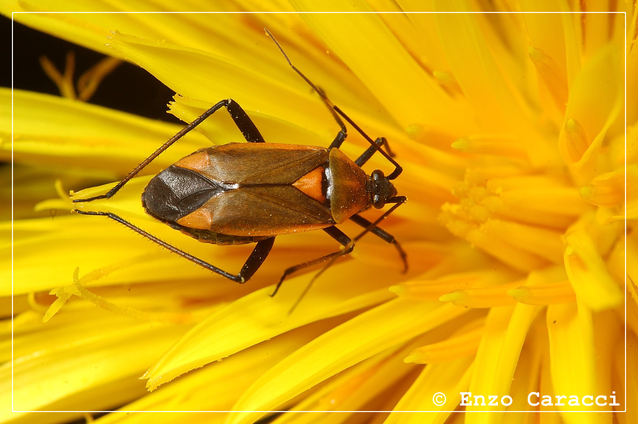 Miridae: Calocoris nemoralis e Brachycoleus steini (TP)