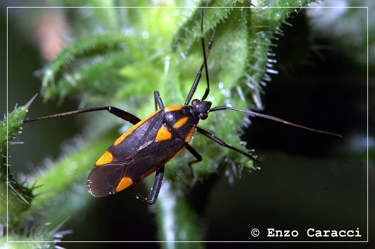 Miridae: Calocoris nemoralis e Brachycoleus steini (TP)