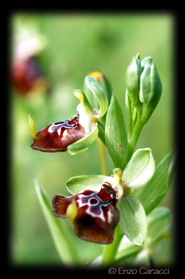 Ophrys oxyrrhynchos, Ophrys calliantha e loro ibrido