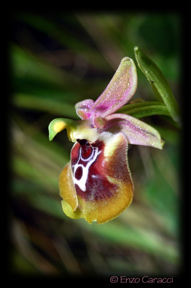 Ophrys oxyrrhynchos, Ophrys calliantha e loro ibrido