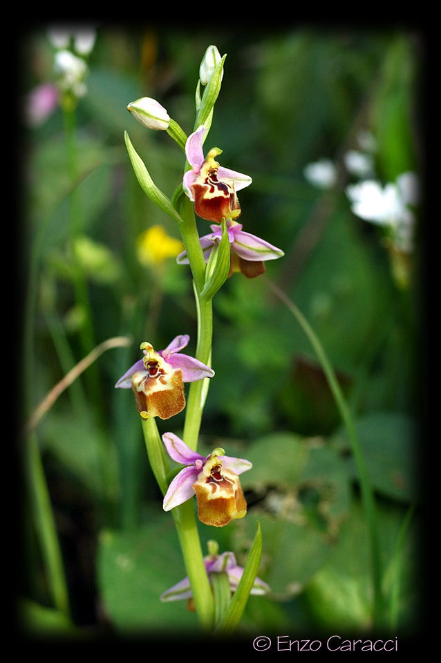 Ophrys oxyrrhynchos, Ophrys calliantha e loro ibrido