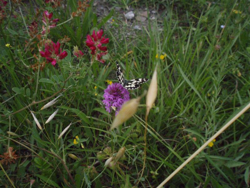 Anacamptis pyramidalis / Orchidea piramidale