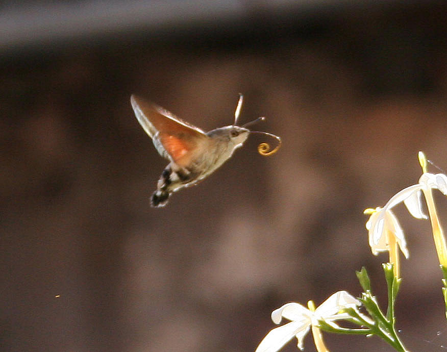 semplice falena? - Macroglossum stellatarum