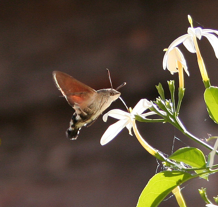 semplice falena? - Macroglossum stellatarum