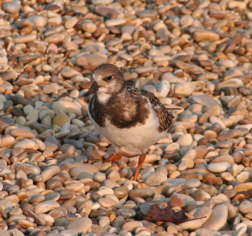 Piro?    No, Voltapietre (Arenaria interpres) juv.