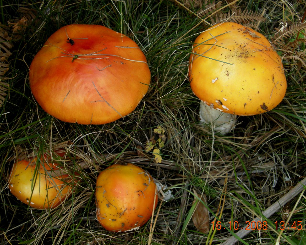 A. muscaria