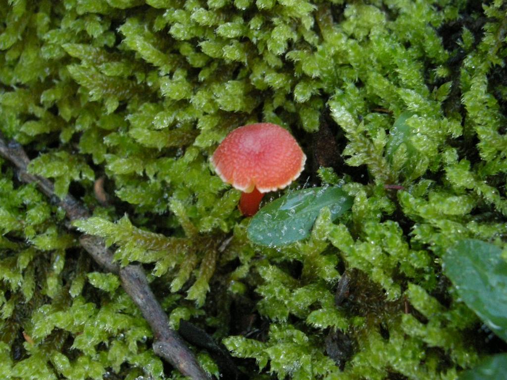 Hygrocybe  constrictospora?