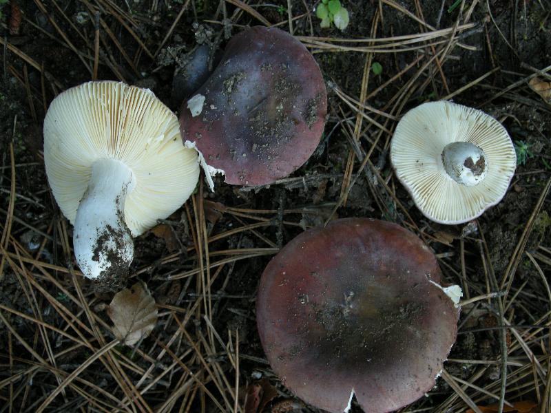 Escursione del 18.10.08