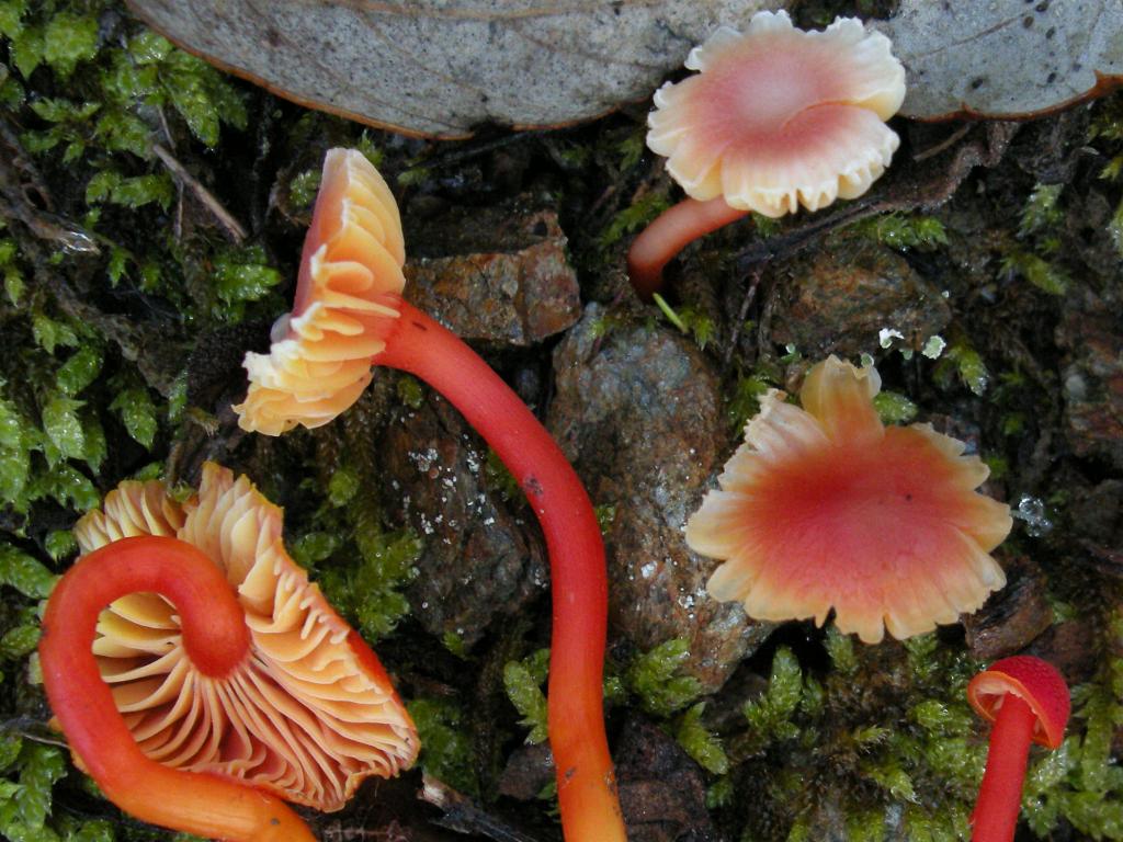 Hygrocybe  constrictospora?