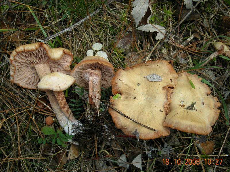 Escursione del 18.10.08