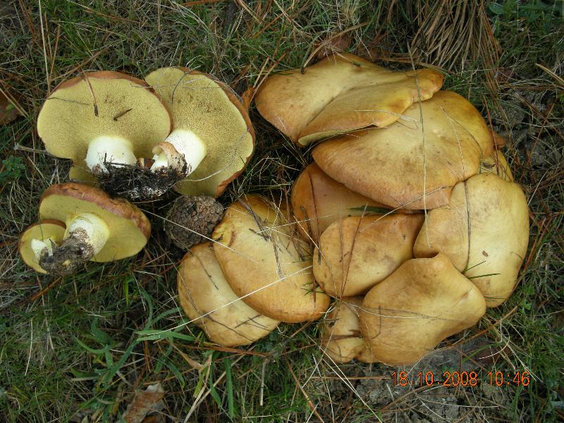 Escursione del 18.10.08