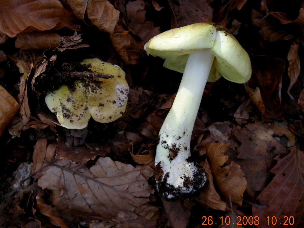 Pollino 26.10.08