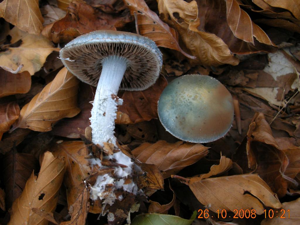 Pollino 26.10.08