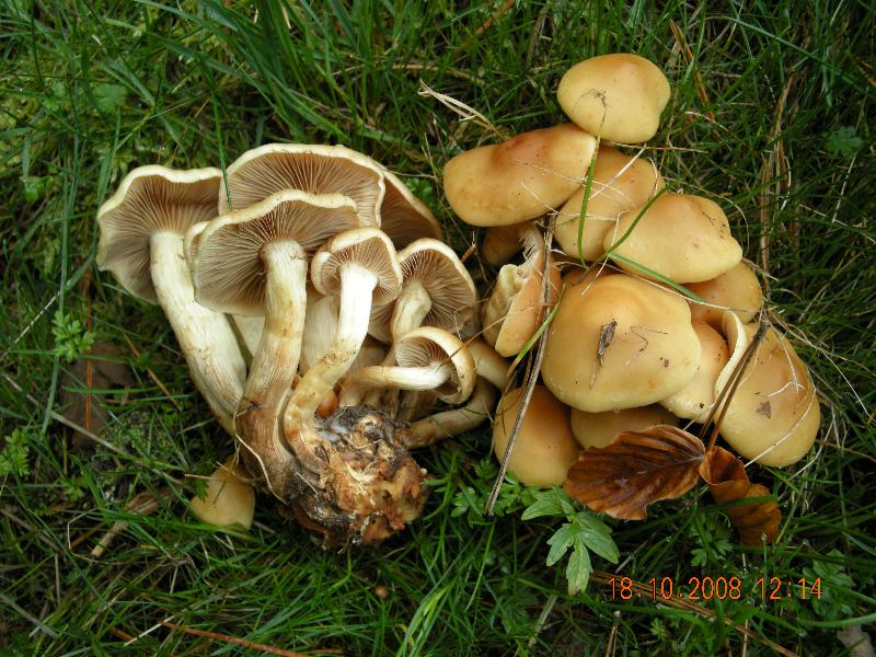 Escursione del 18.10.08