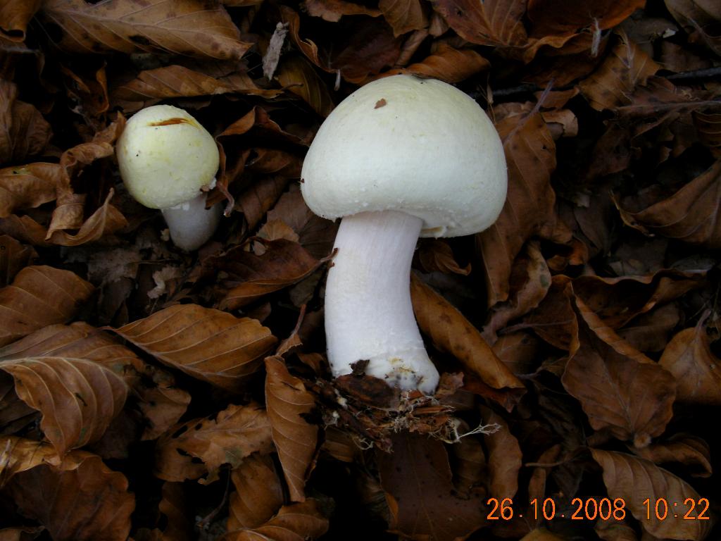 Pollino 26.10.08