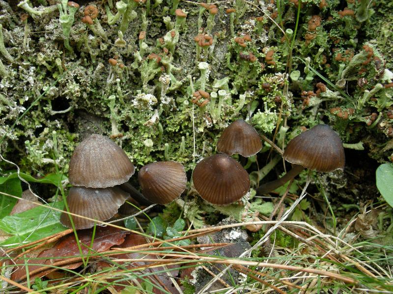 Escursione del 18.10.08