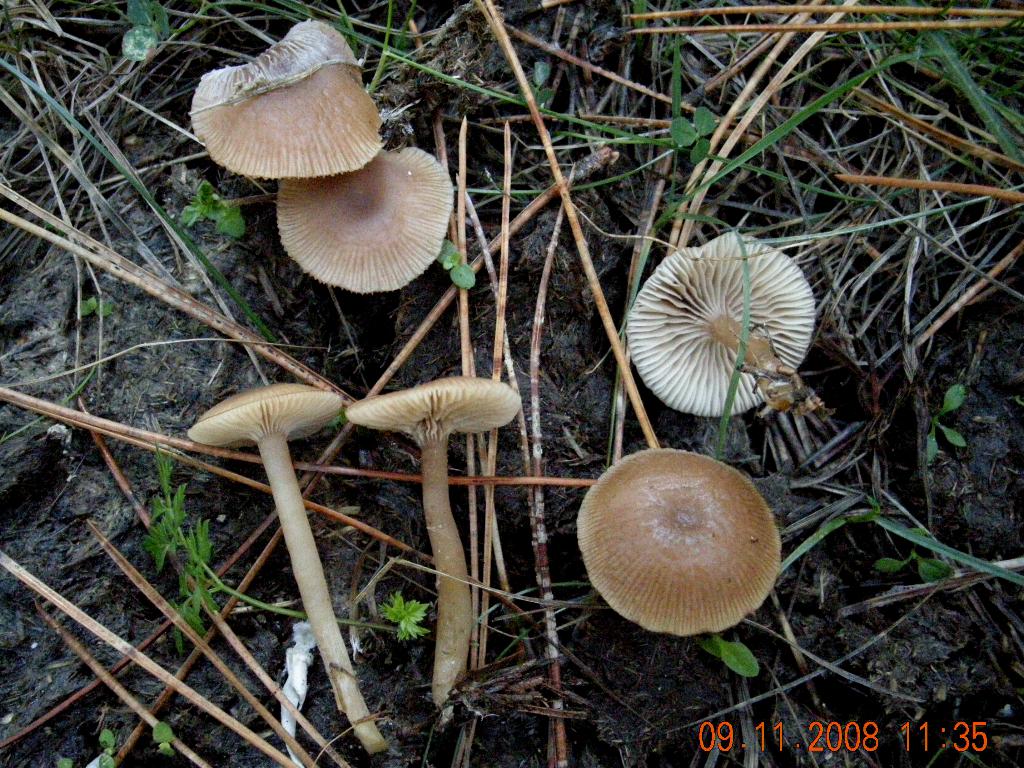 Escursione in Sila del 09.11.08