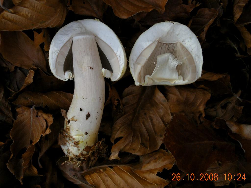 Pollino 26.10.08