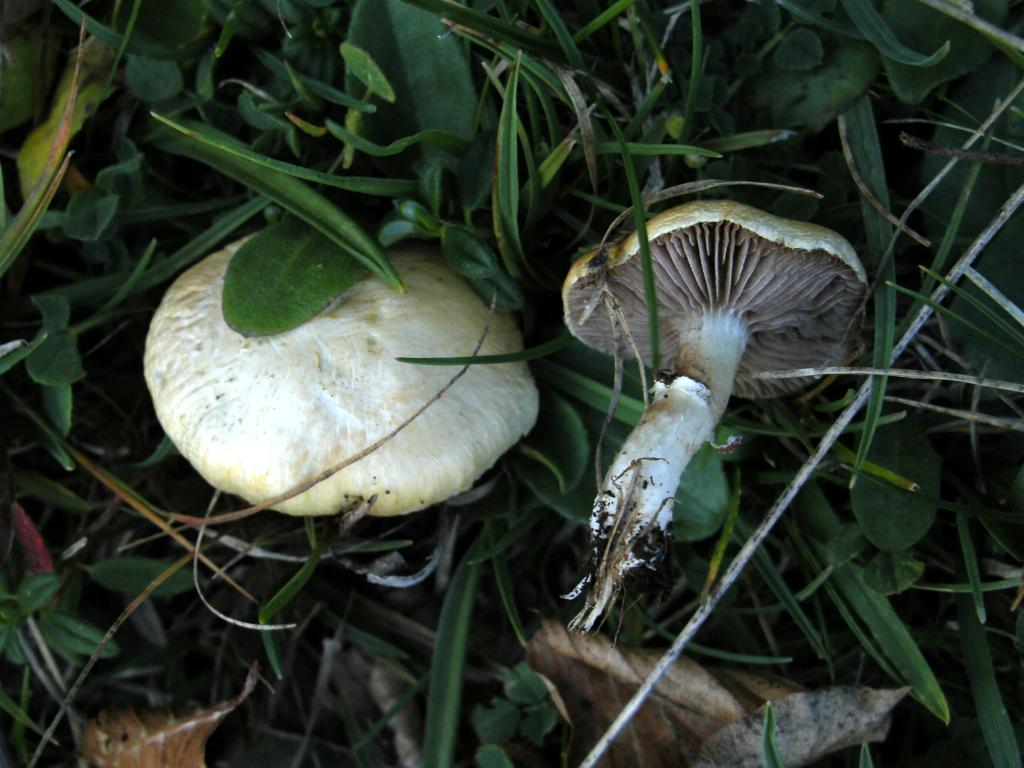Pollino 26.10.08