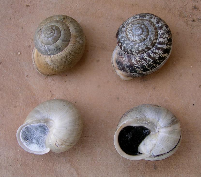 Eobania