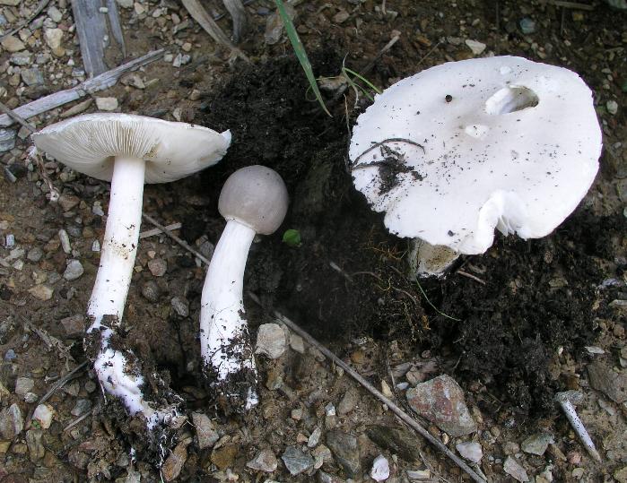 Leucoagaricus sp.